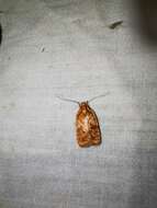 Image of Four-dotted Agonopterix