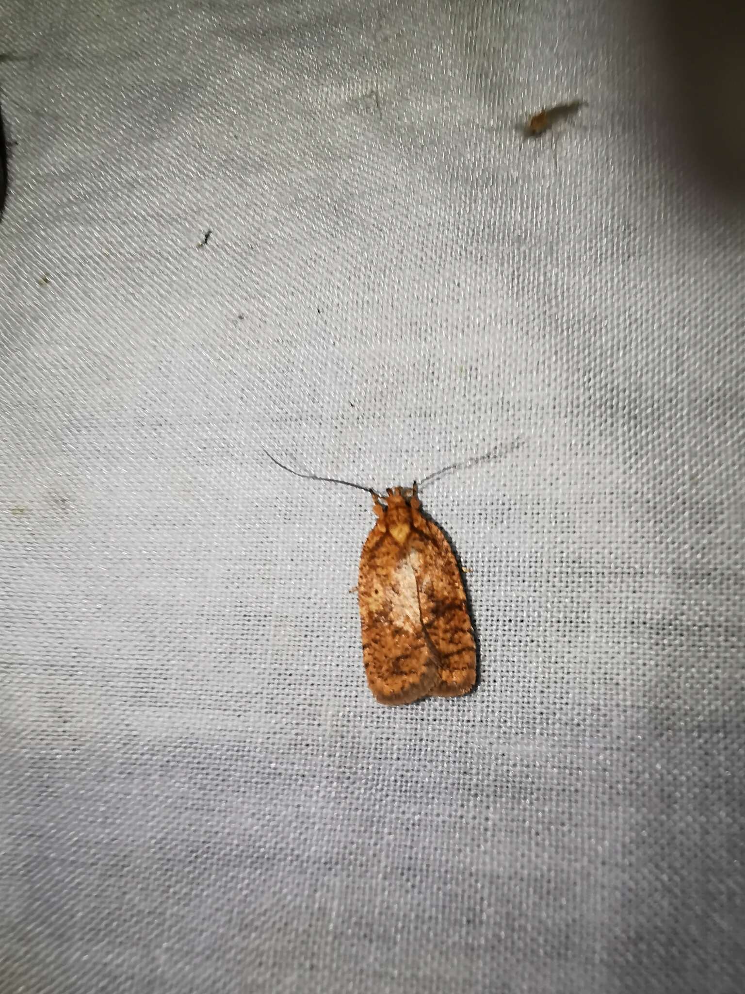 Image of Four-dotted Agonopterix