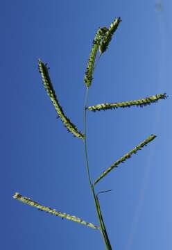 Image of dallisgrass