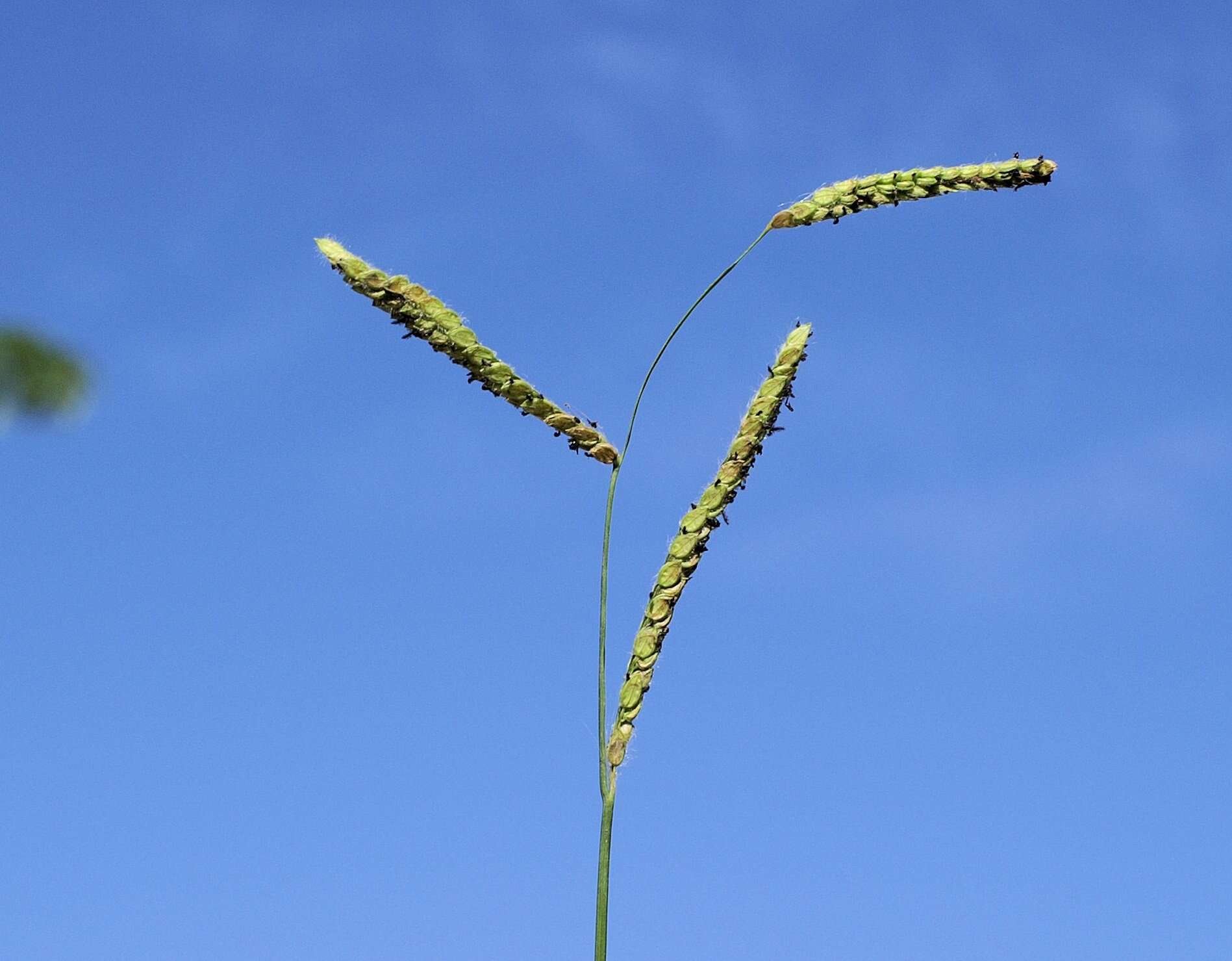 Слика од Paspalum dilatatum Poir.