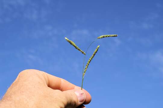 Image of dallisgrass