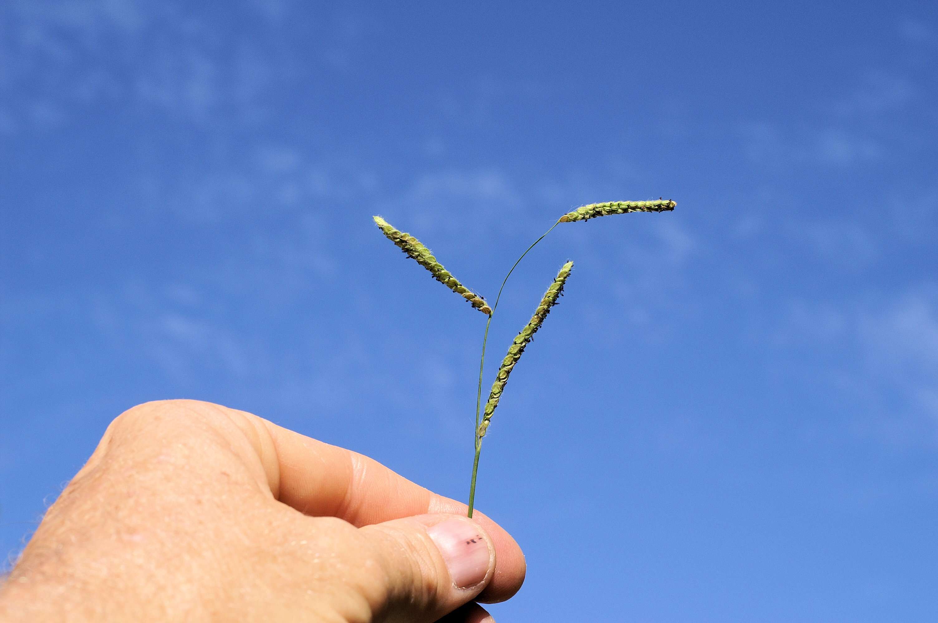 Слика од Paspalum dilatatum Poir.