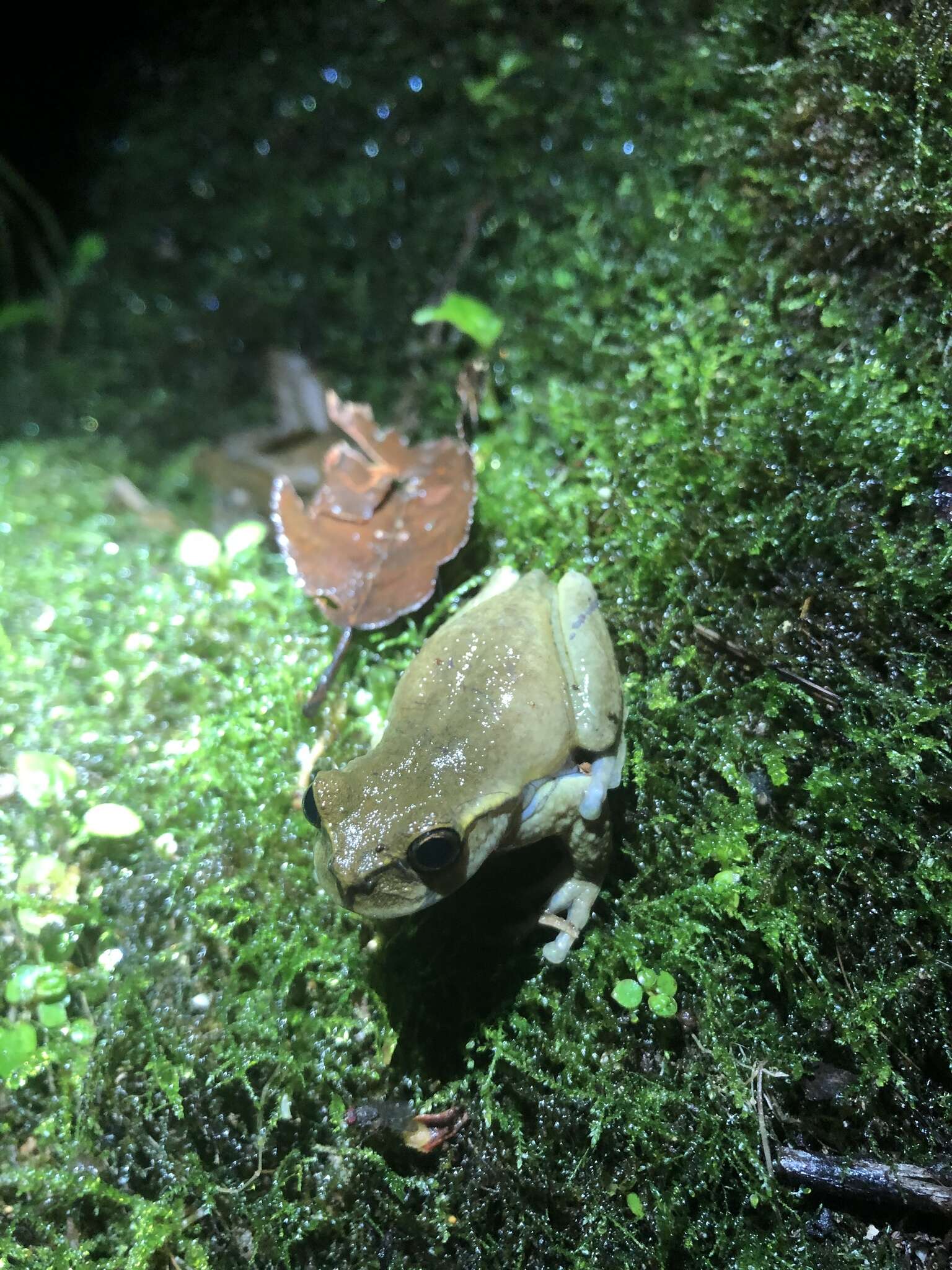 Image of Plectrohyla ixil Stuart 1942