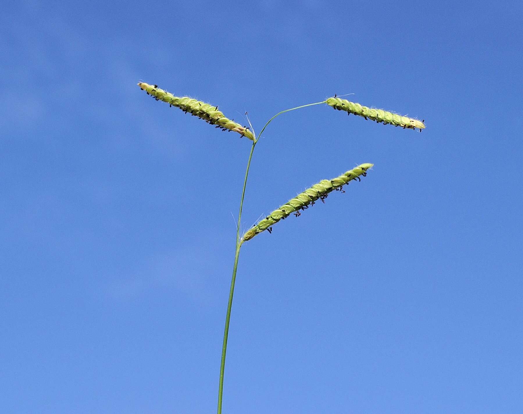 Слика од Paspalum dilatatum Poir.