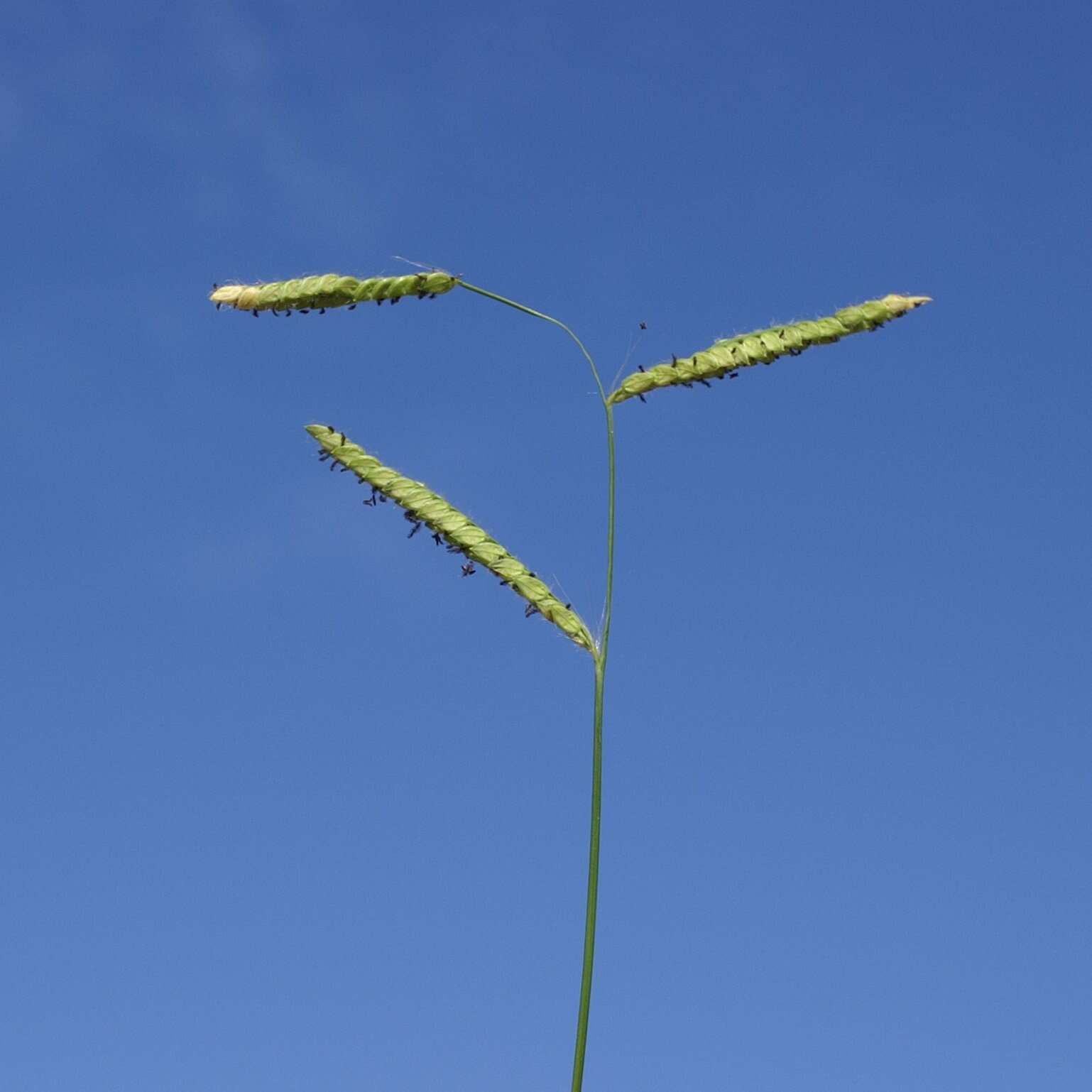 Слика од Paspalum dilatatum Poir.