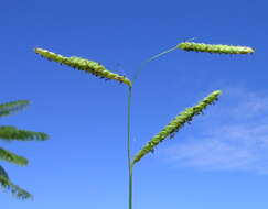 Image of dallisgrass