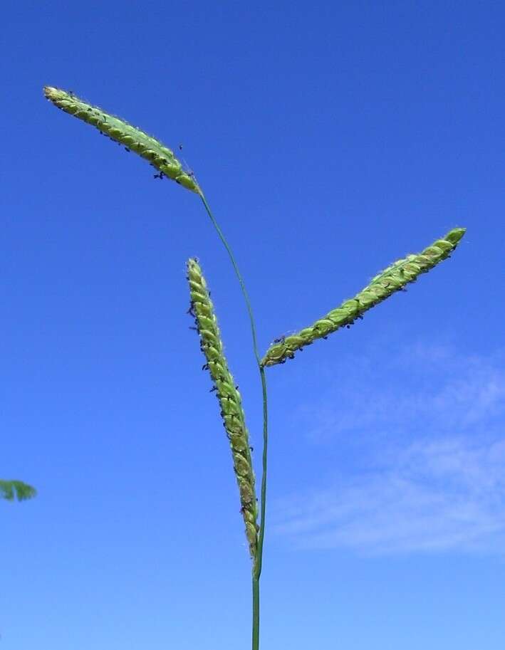 Слика од Paspalum dilatatum Poir.