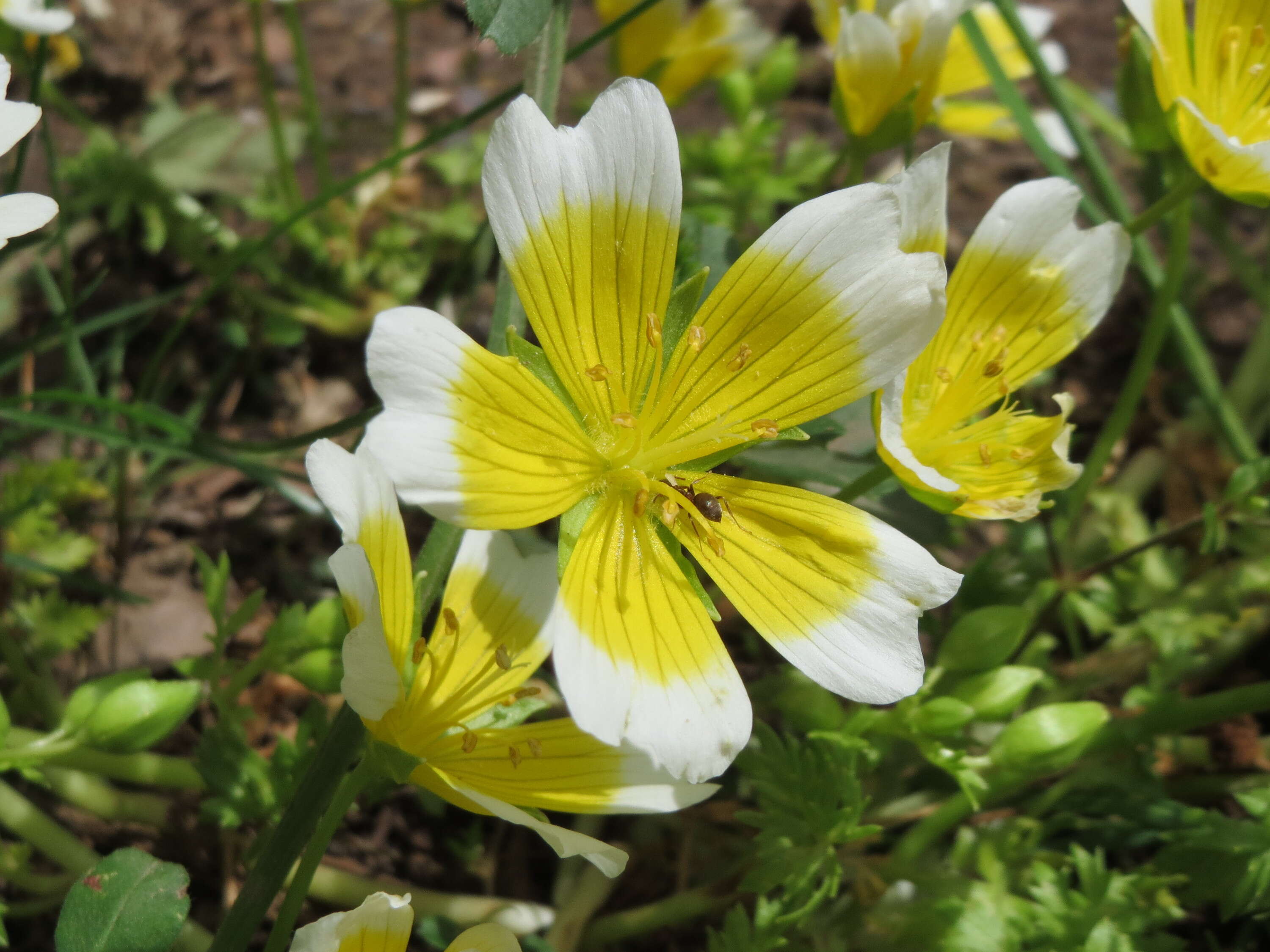 Image of Douglas' Meadowfoam