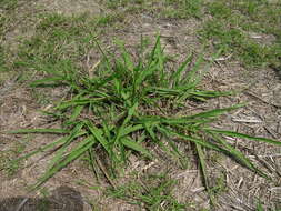 Image of dallisgrass