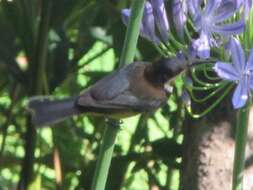 Plancia ëd Acanthorhynchus tenuirostris tenuirostris (Latham 1801)