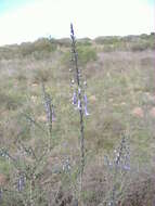 Imagem de Freylinia undulata (L. fil.) Benth.