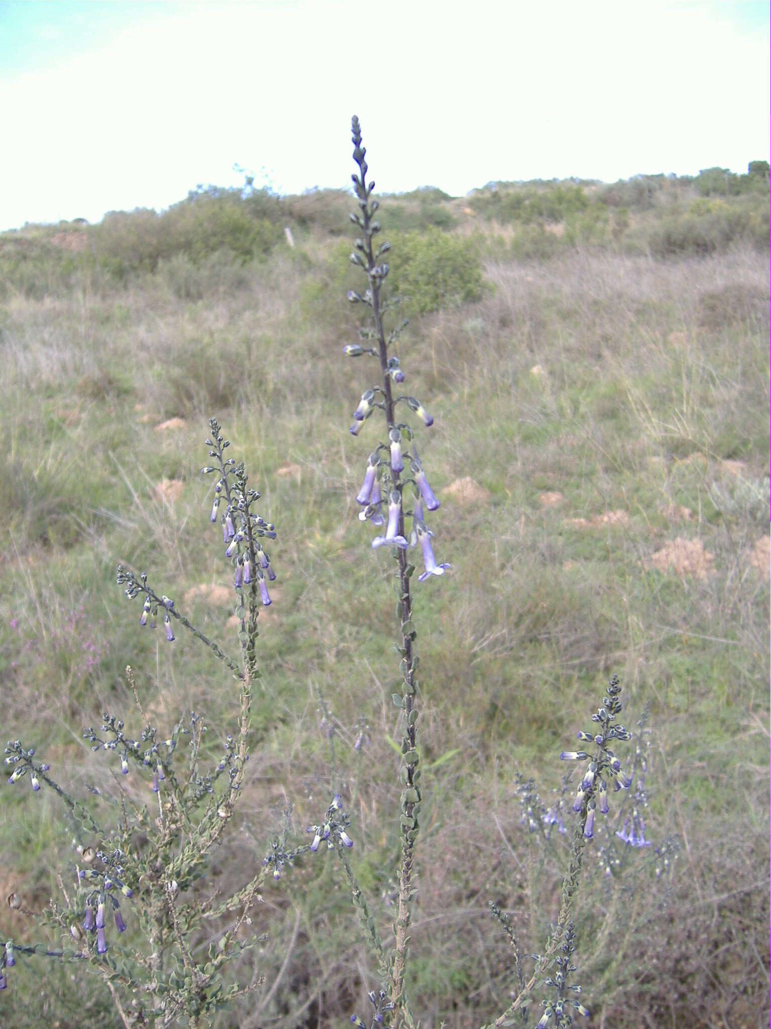 Imagem de Freylinia undulata (L. fil.) Benth.