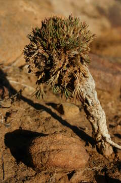 Image of Polycnemum fontanesii Durieu & Moq.