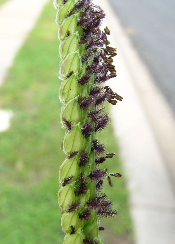 Image of dallisgrass