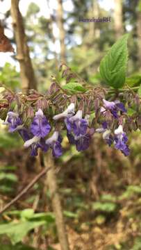 Salvia plurispicata Epling resmi