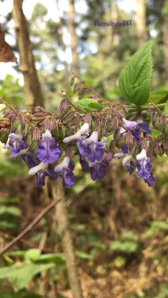 Salvia plurispicata Epling resmi