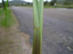 Image of Bahia grass