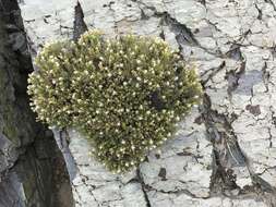 Image of whiteflower goldenbush