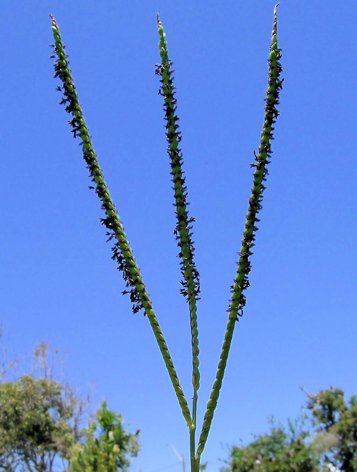 Plancia ëd Paspalum notatum Flüggé