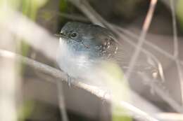 Image of Mato Grosso Antbird