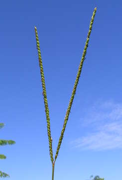 Image of Bahia grass