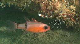 Image of Barred Cardinalfish