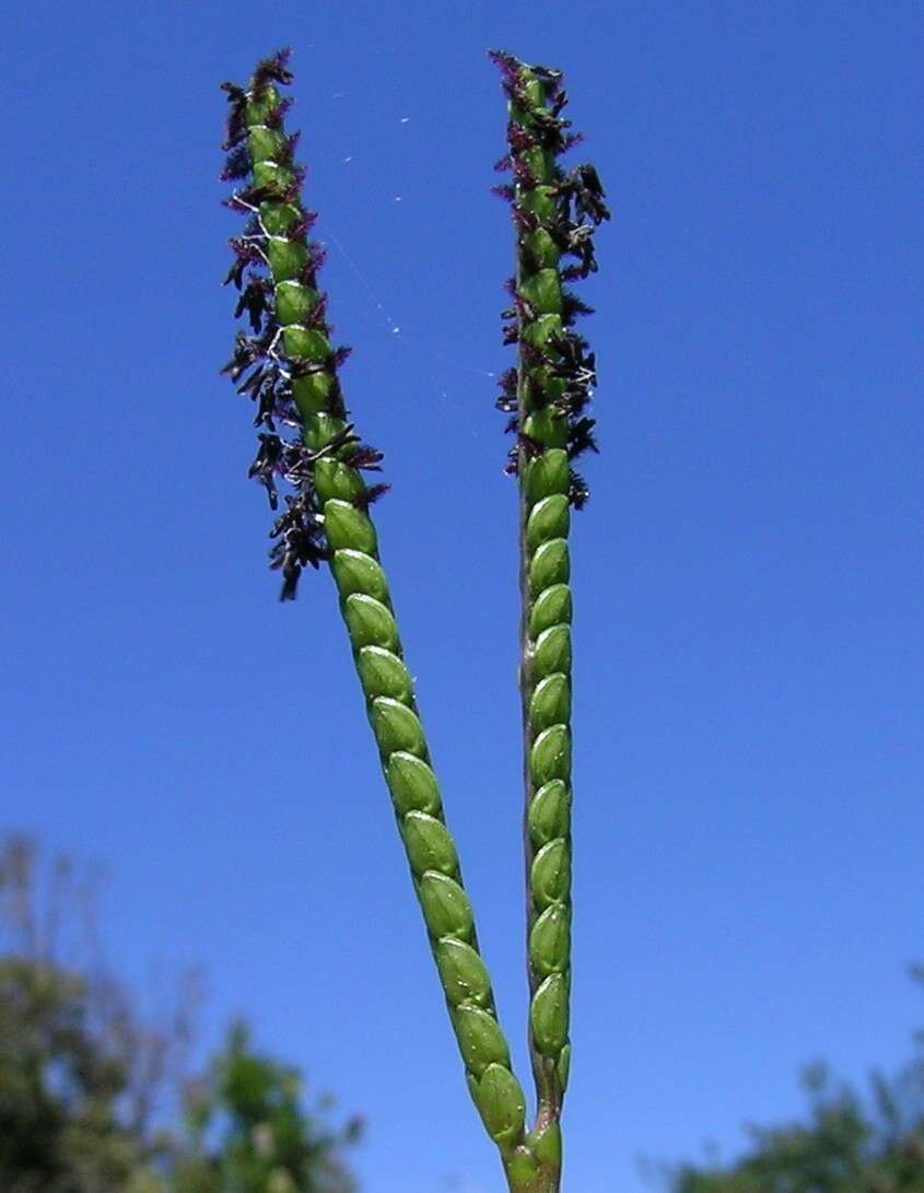 Plancia ëd Paspalum notatum Flüggé