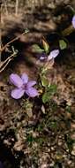 Image of Barleria crassa C. B. Cl.