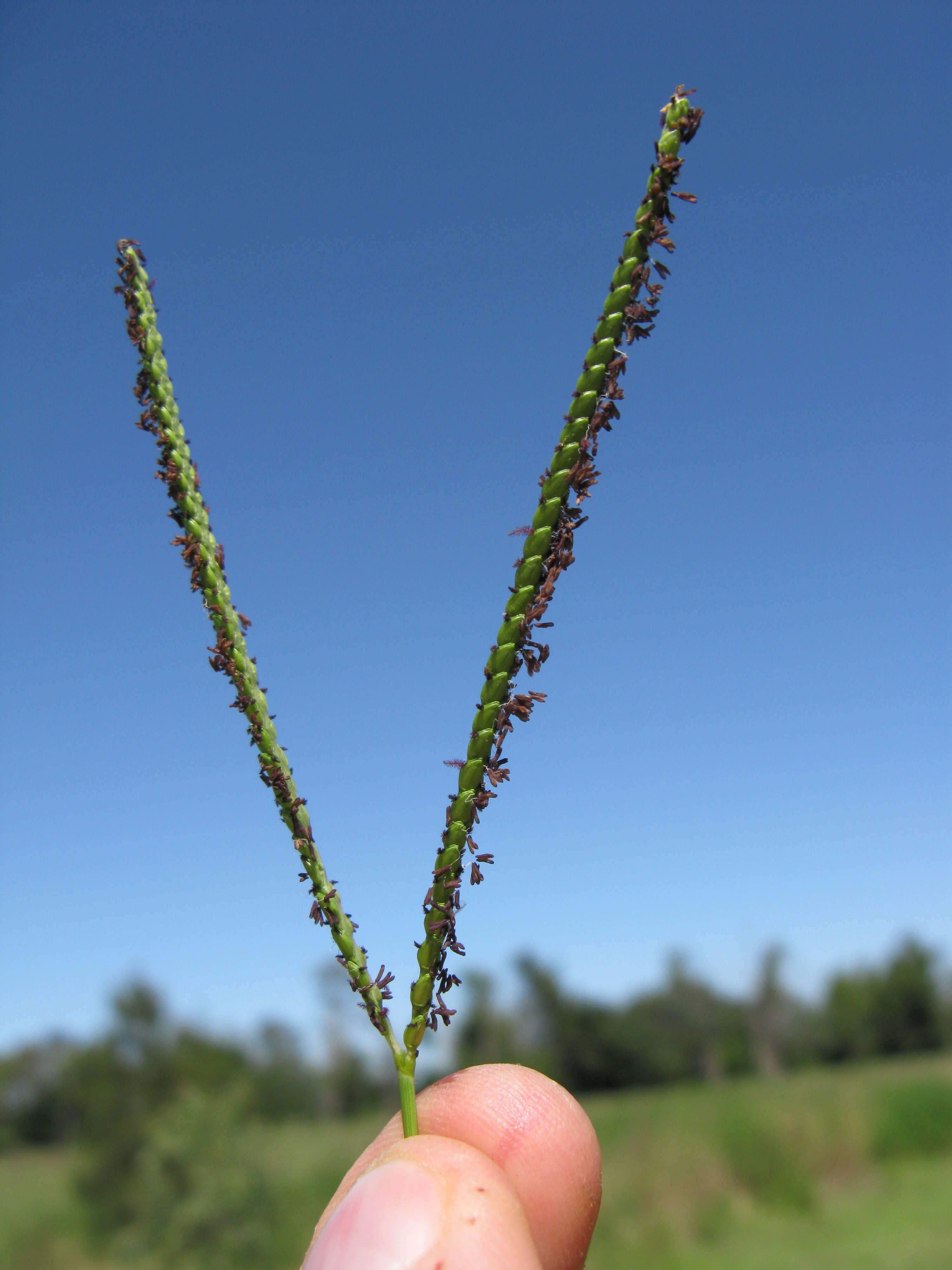 Слика од Paspalum notatum Flüggé