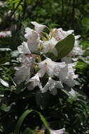 صورة Rhododendron sochadzeae Charadze & Davlianidze