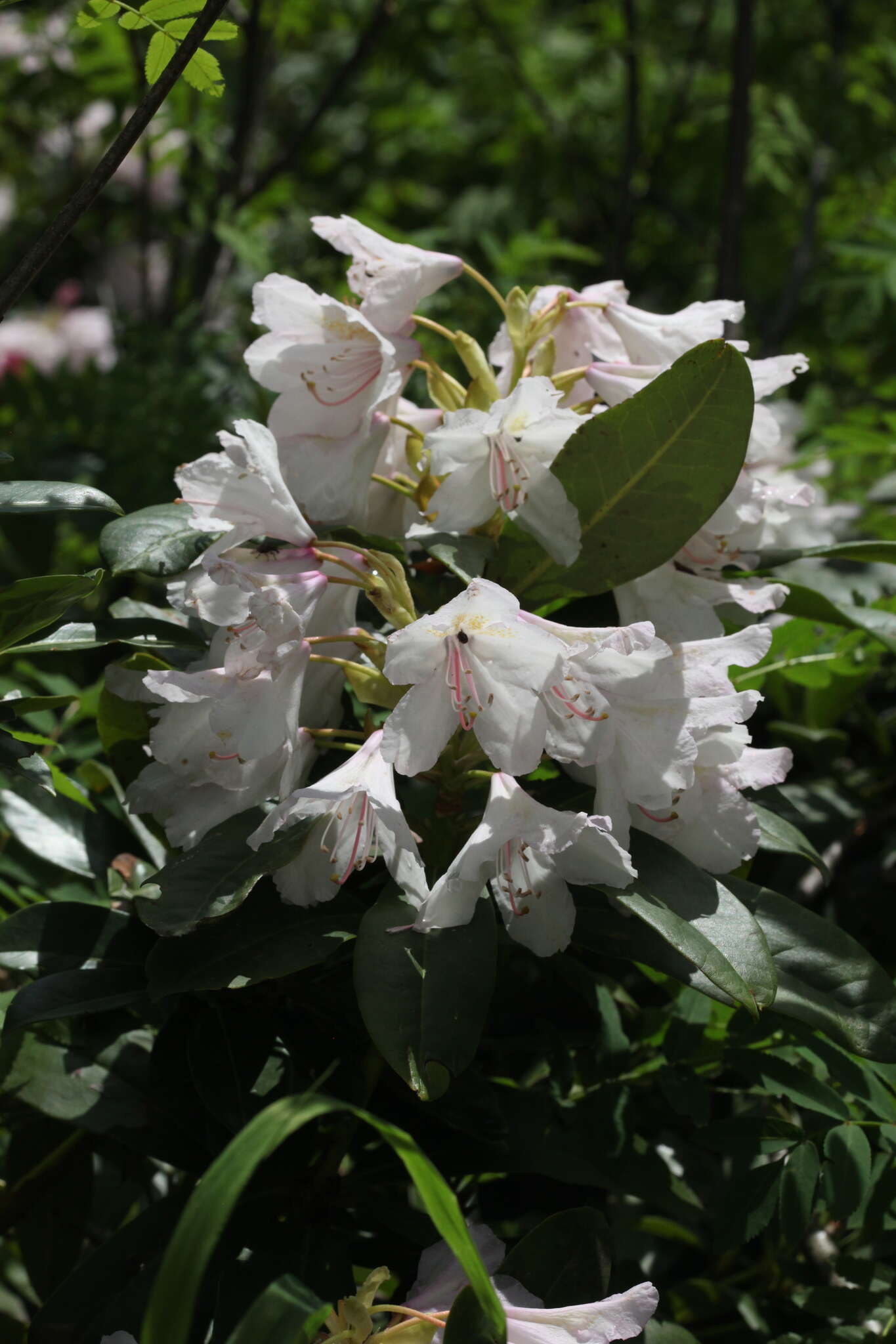 صورة Rhododendron sochadzeae Charadze & Davlianidze