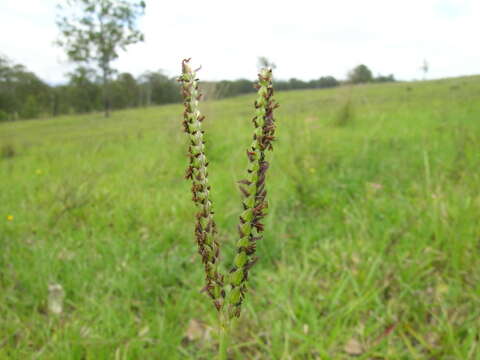 Image of Bahia grass