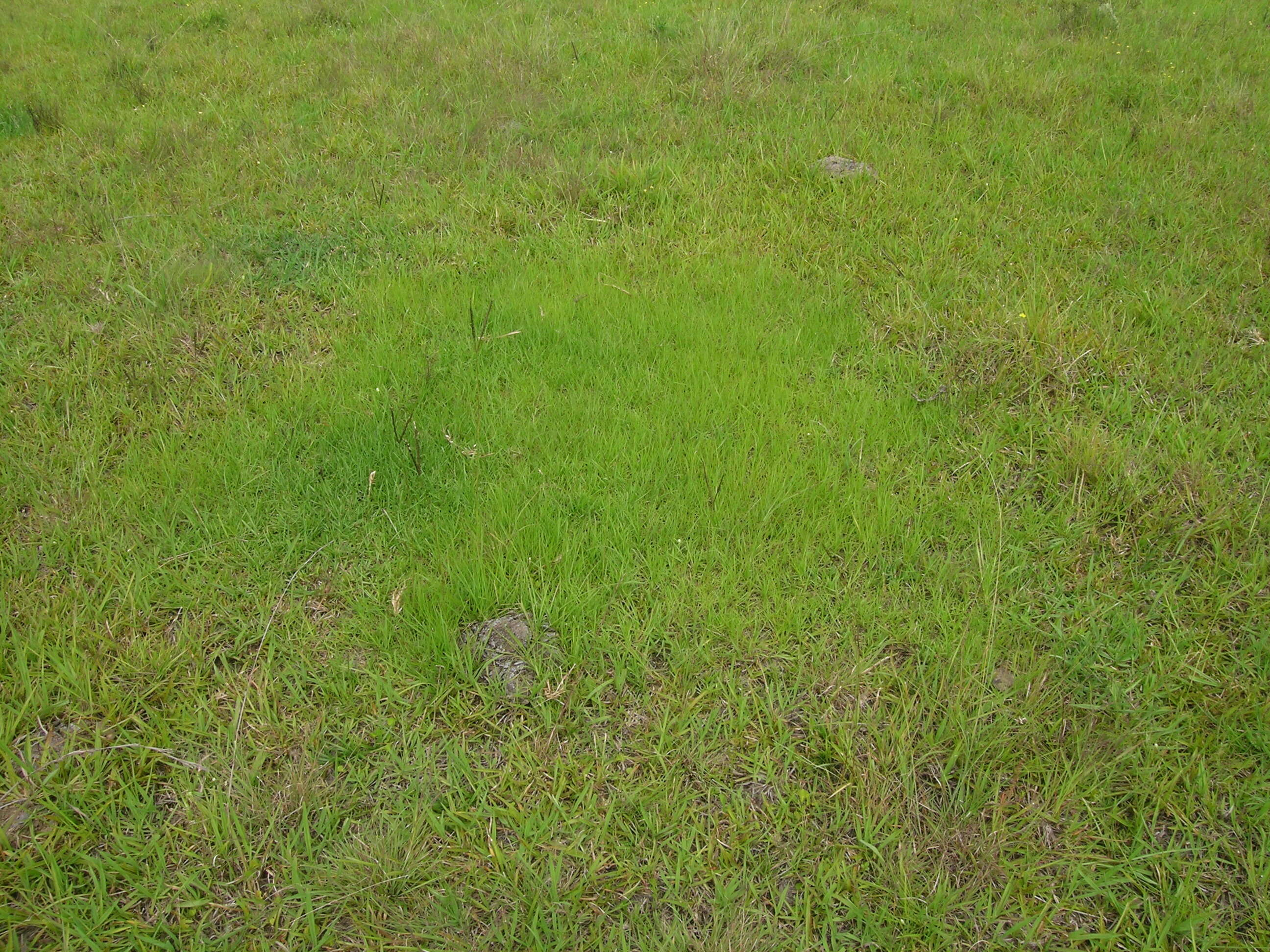 Image of Bahia grass