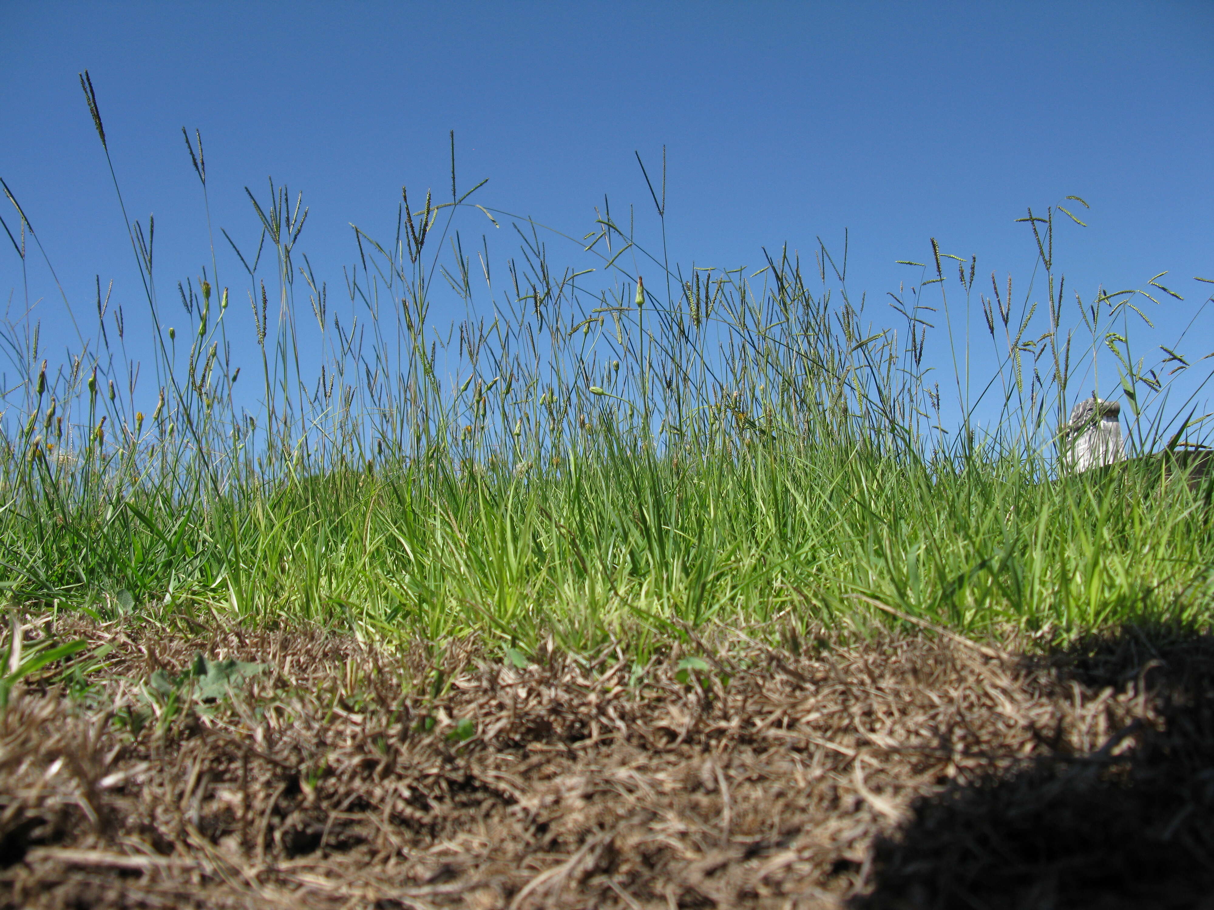 Plancia ëd Paspalum notatum Flüggé