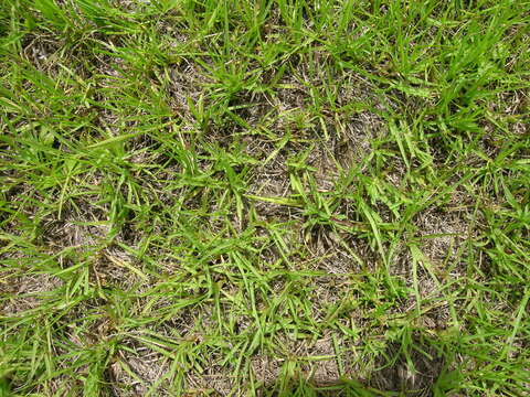 Image of Bahia grass