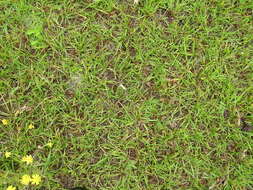 Image of Bahia grass