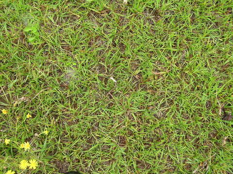 Image of Bahia grass