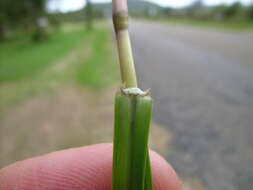 Image of Bahia grass