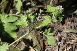 Imagem de Geranium seemannii Peyr.