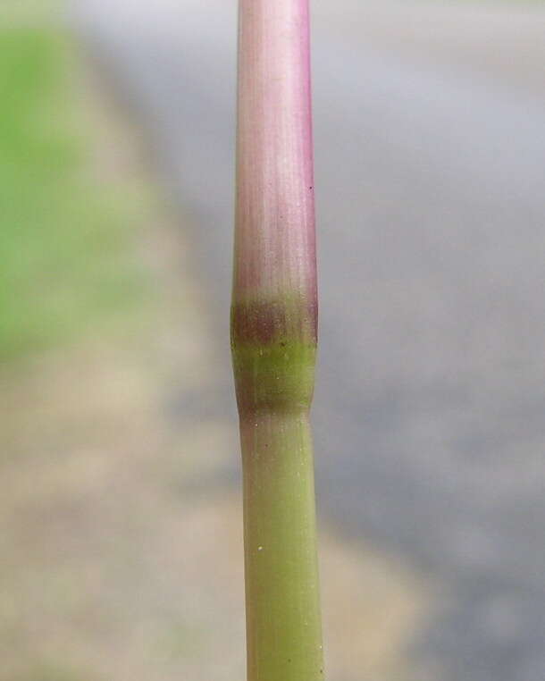 Image of Bahia grass