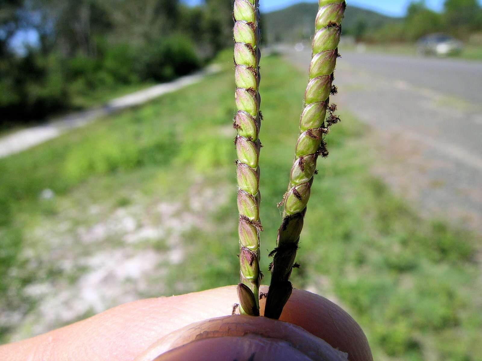 Слика од Paspalum notatum Flüggé