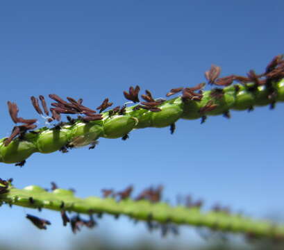 Слика од Paspalum notatum Flüggé