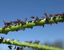 Слика од Paspalum notatum Flüggé