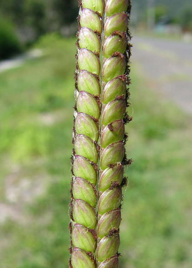 Image of Bahia grass