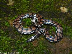 Plancia ëd Cylindrophis maculatus (Linnaeus 1758)