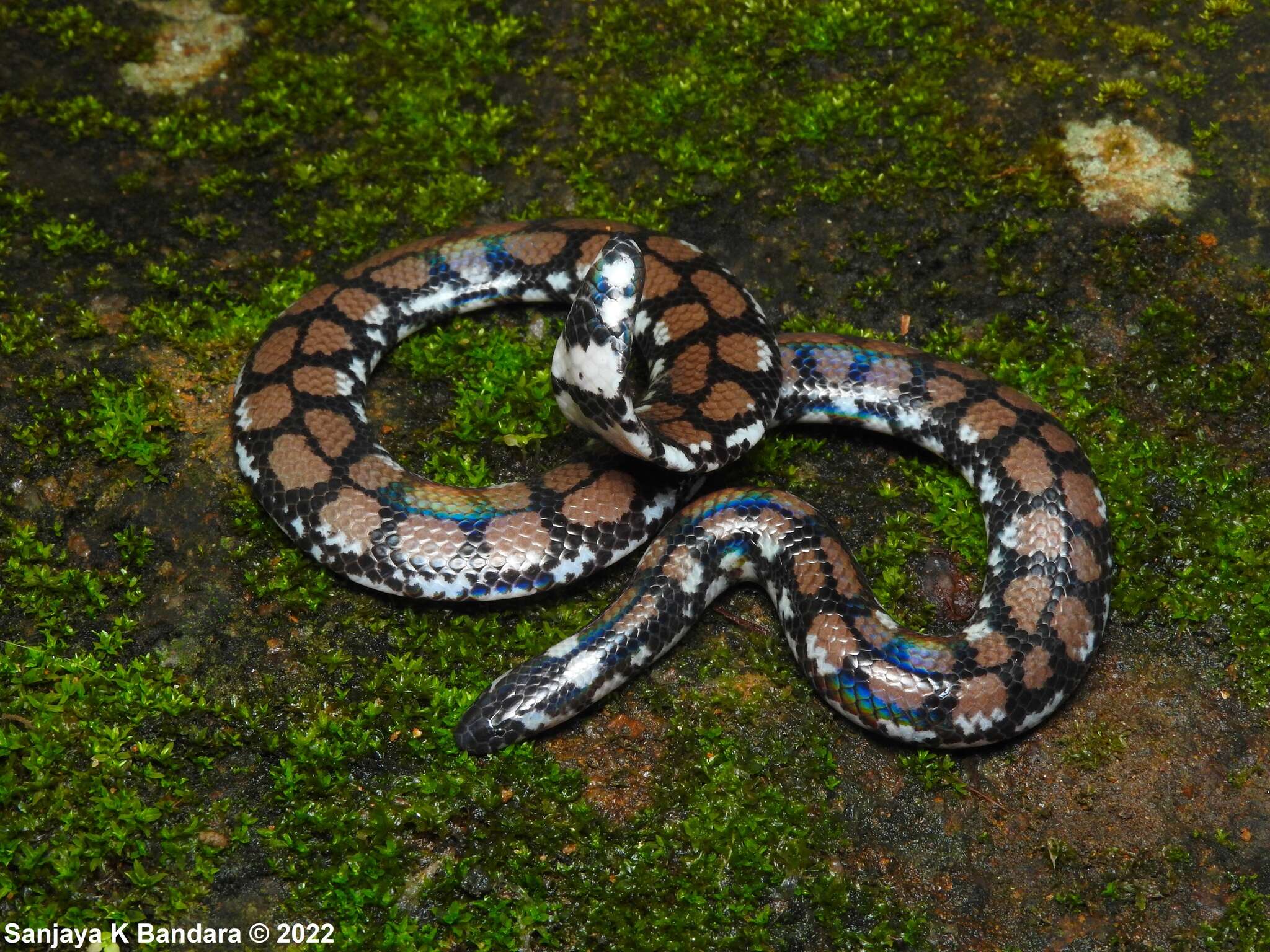 Plancia ëd Cylindrophis maculatus (Linnaeus 1758)