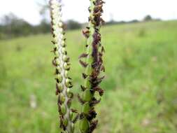 Plancia ëd Paspalum notatum Flüggé