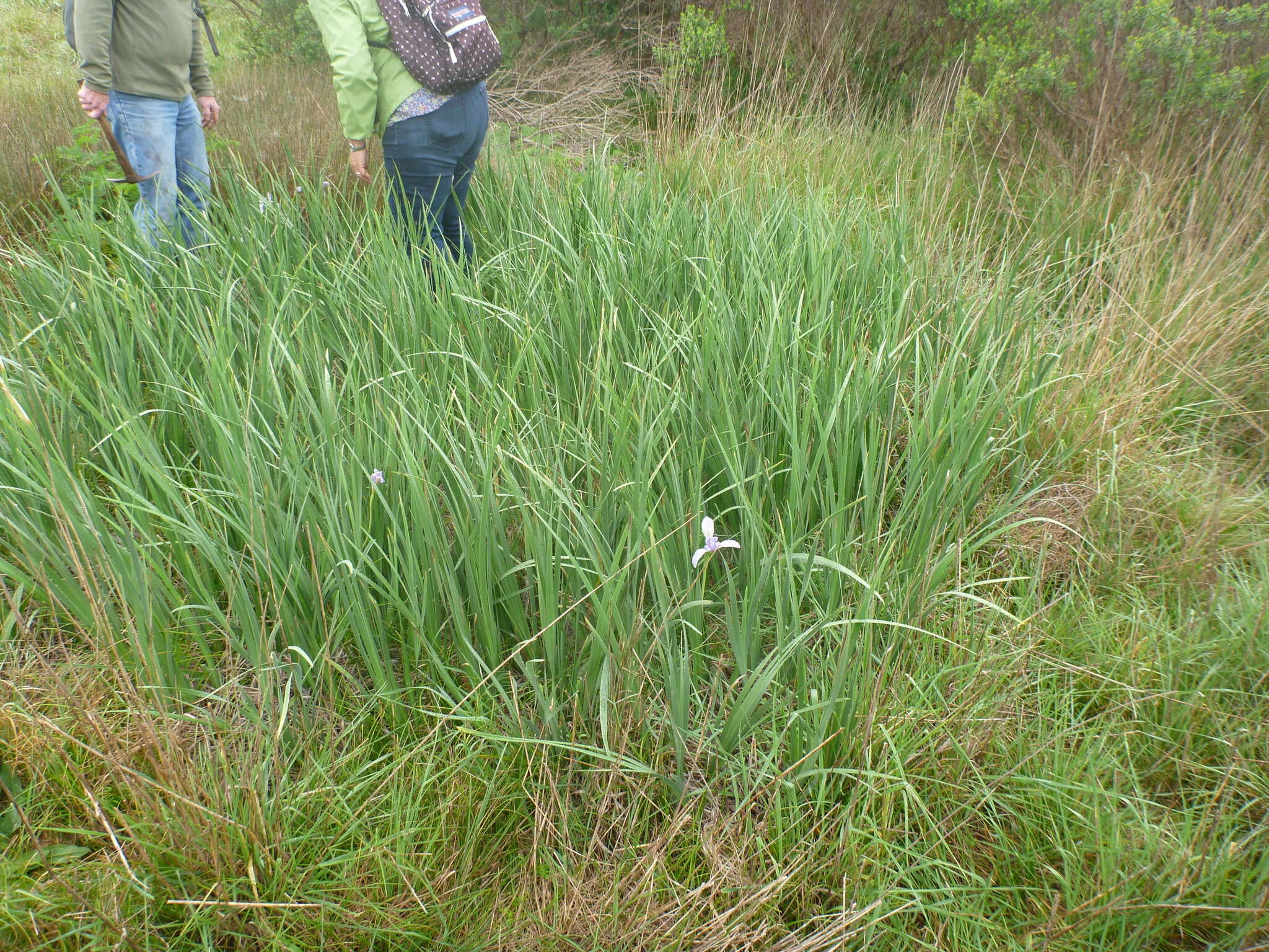 Image of Coast Iris