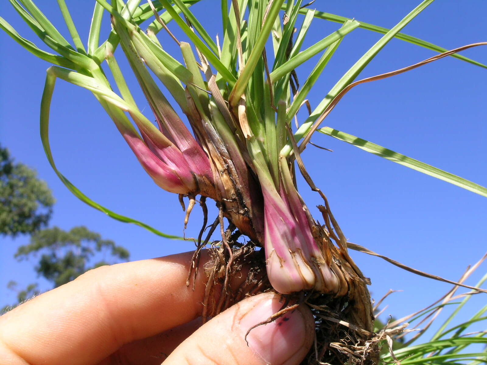 Plancia ëd Paspalum notatum Flüggé