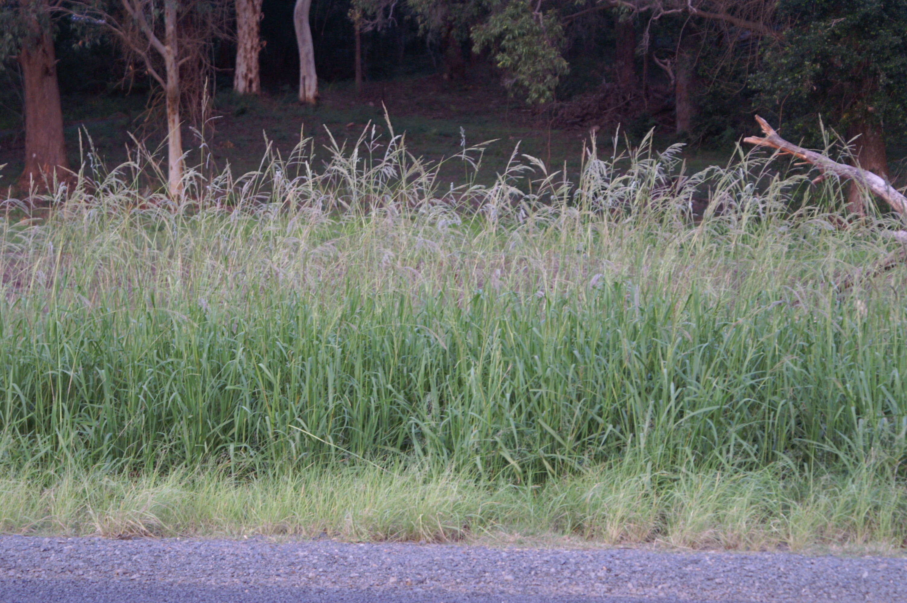 Image of Vasey's grass